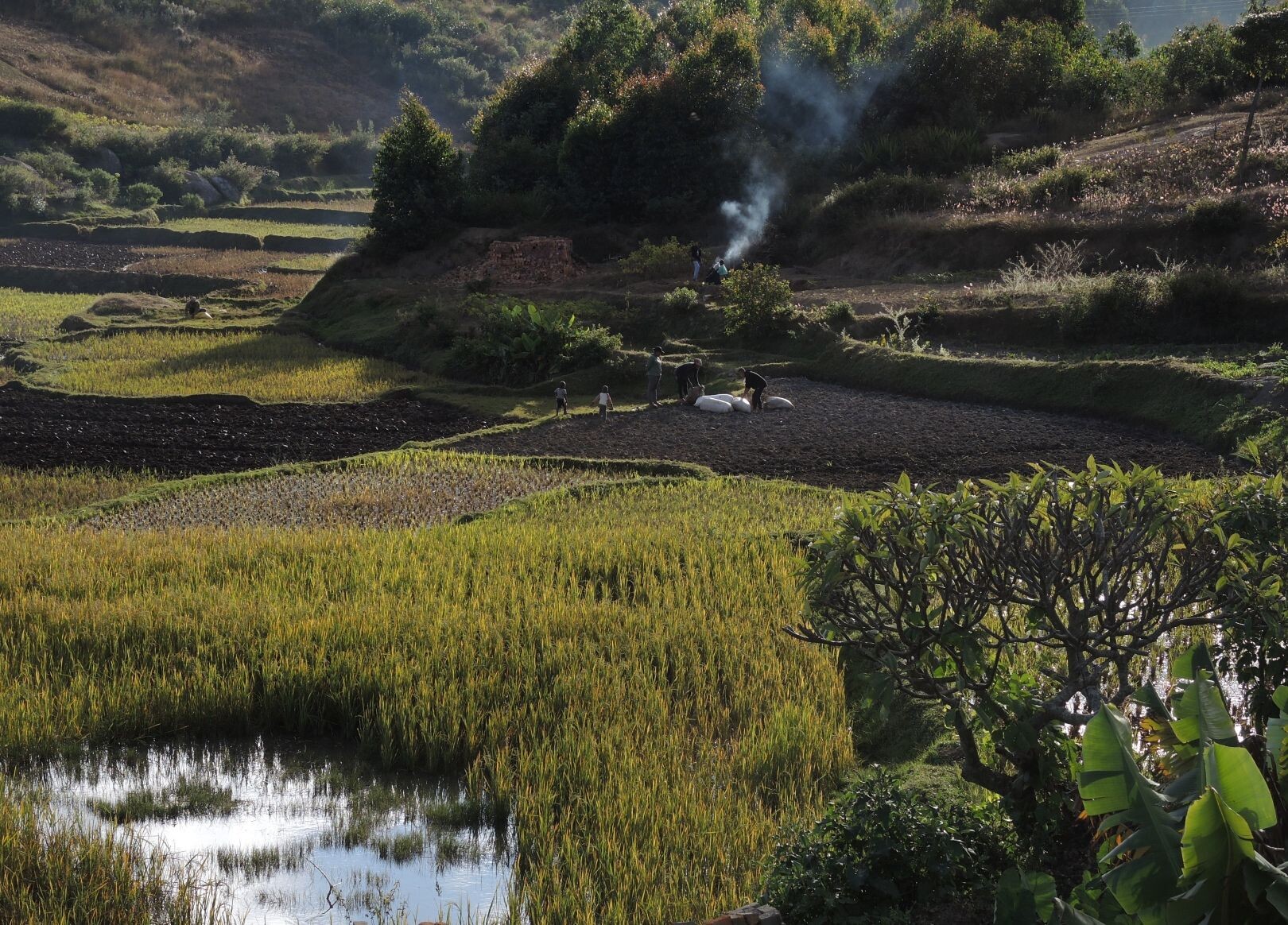 Reisfelder.JPG
