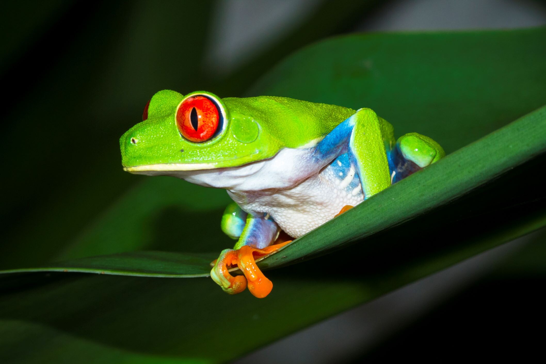 Tortuguero-NP-Laubfrosch©iStock.jpg