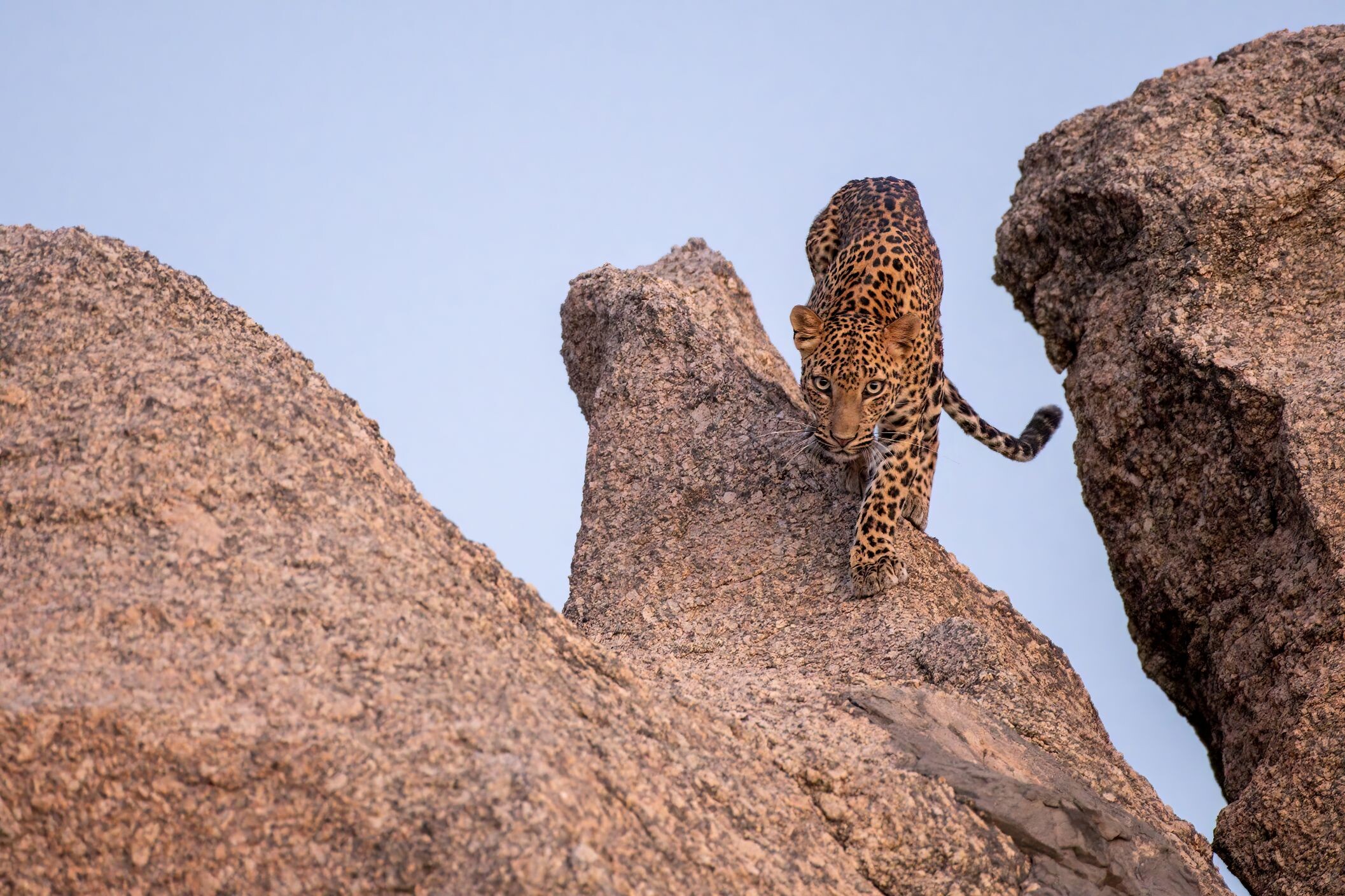 Jawai_Leopard_©shutterstock.jpg