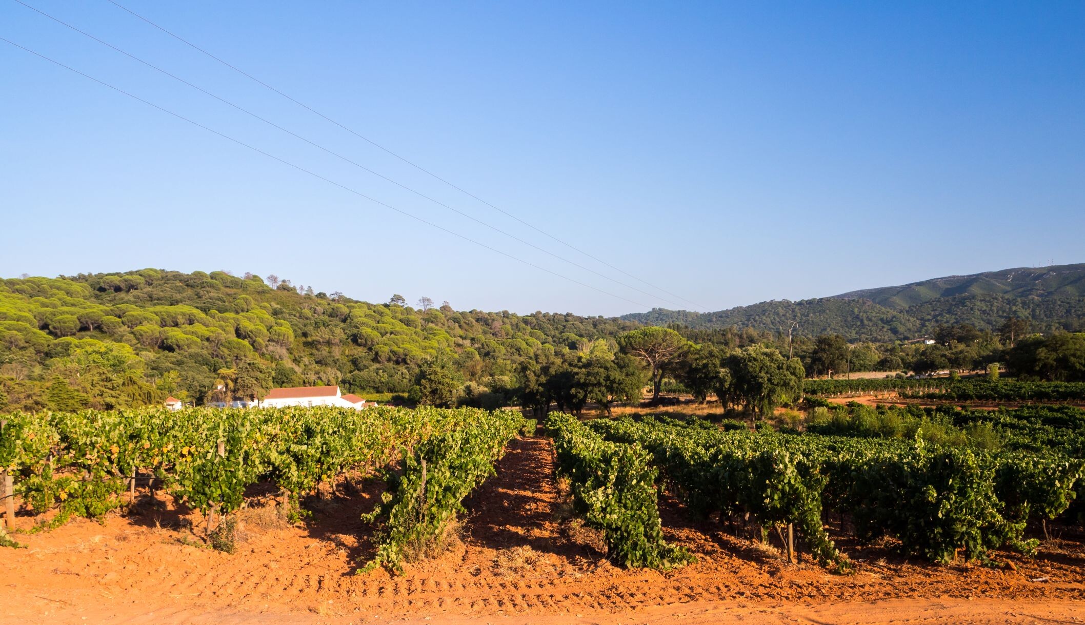 PT_Setúbal_Weinregion_shutterstock_1391130512.jpg