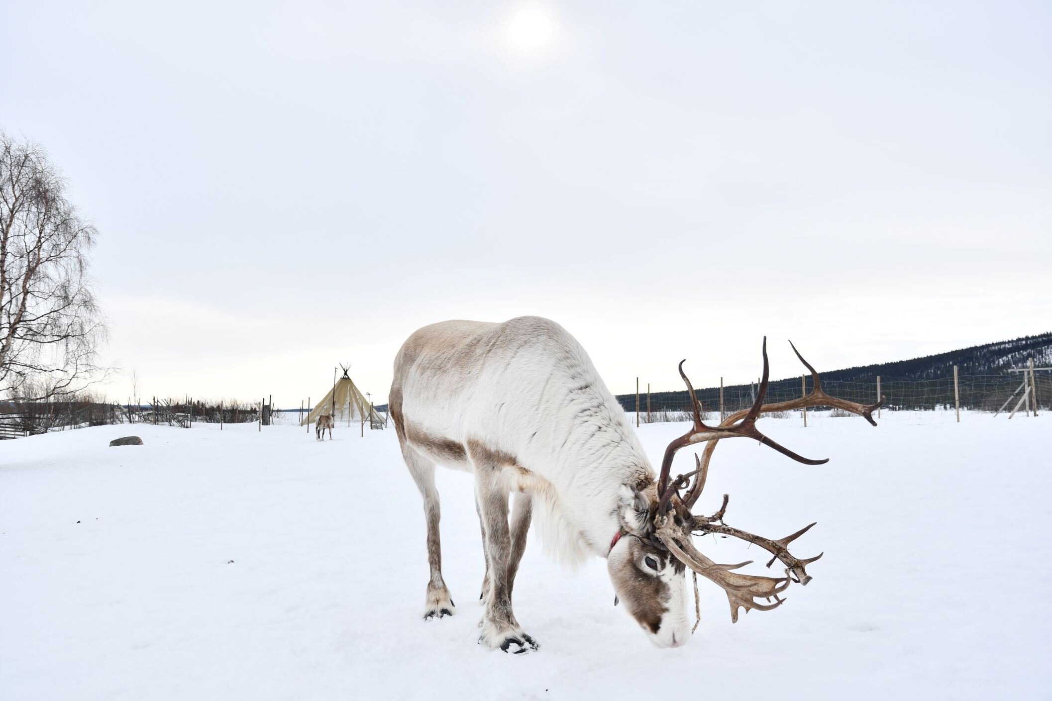 Rentier_in_Schwedisch_Lappland_©shutterstock.jpg
