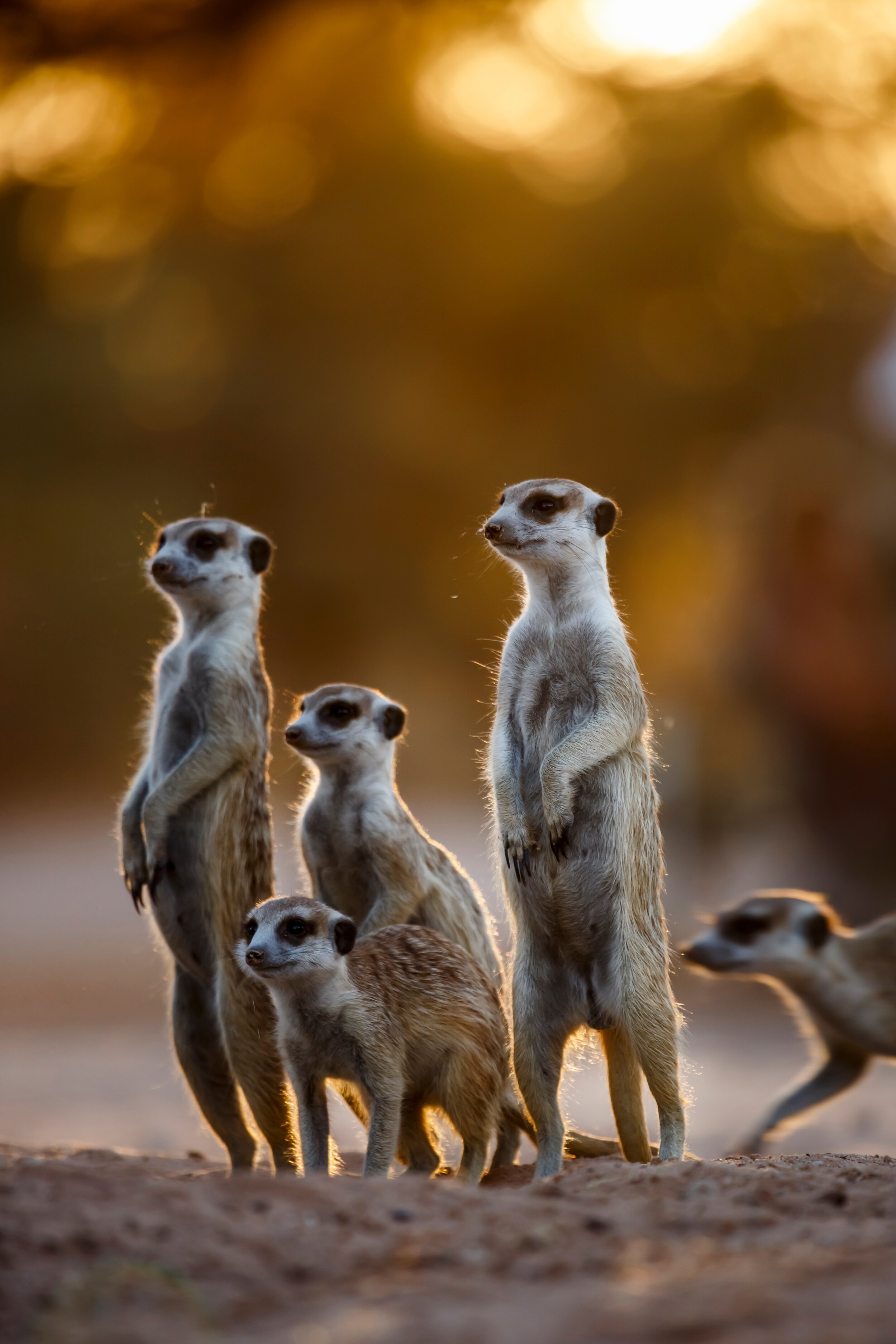 shutterstock_2171449267