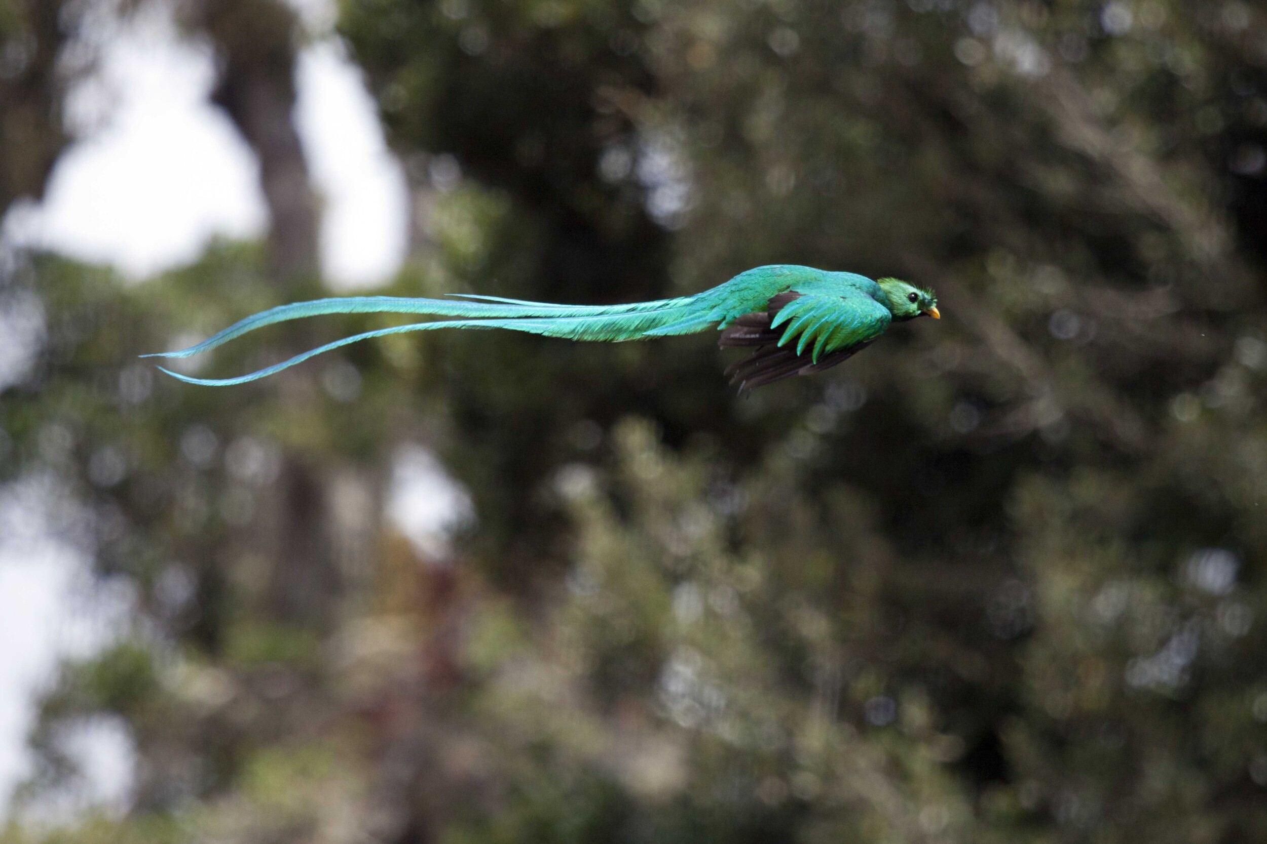 Quetzal_im_Flug_low.jpg
