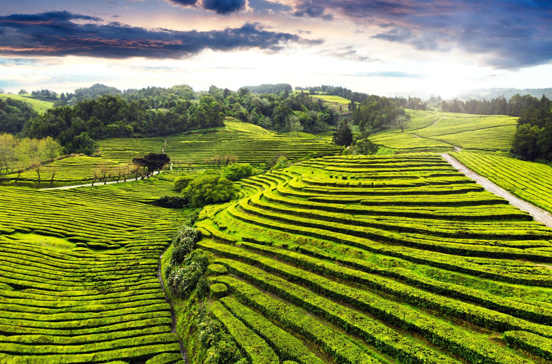 Gorreana_shutterstock_2453371057.jpg