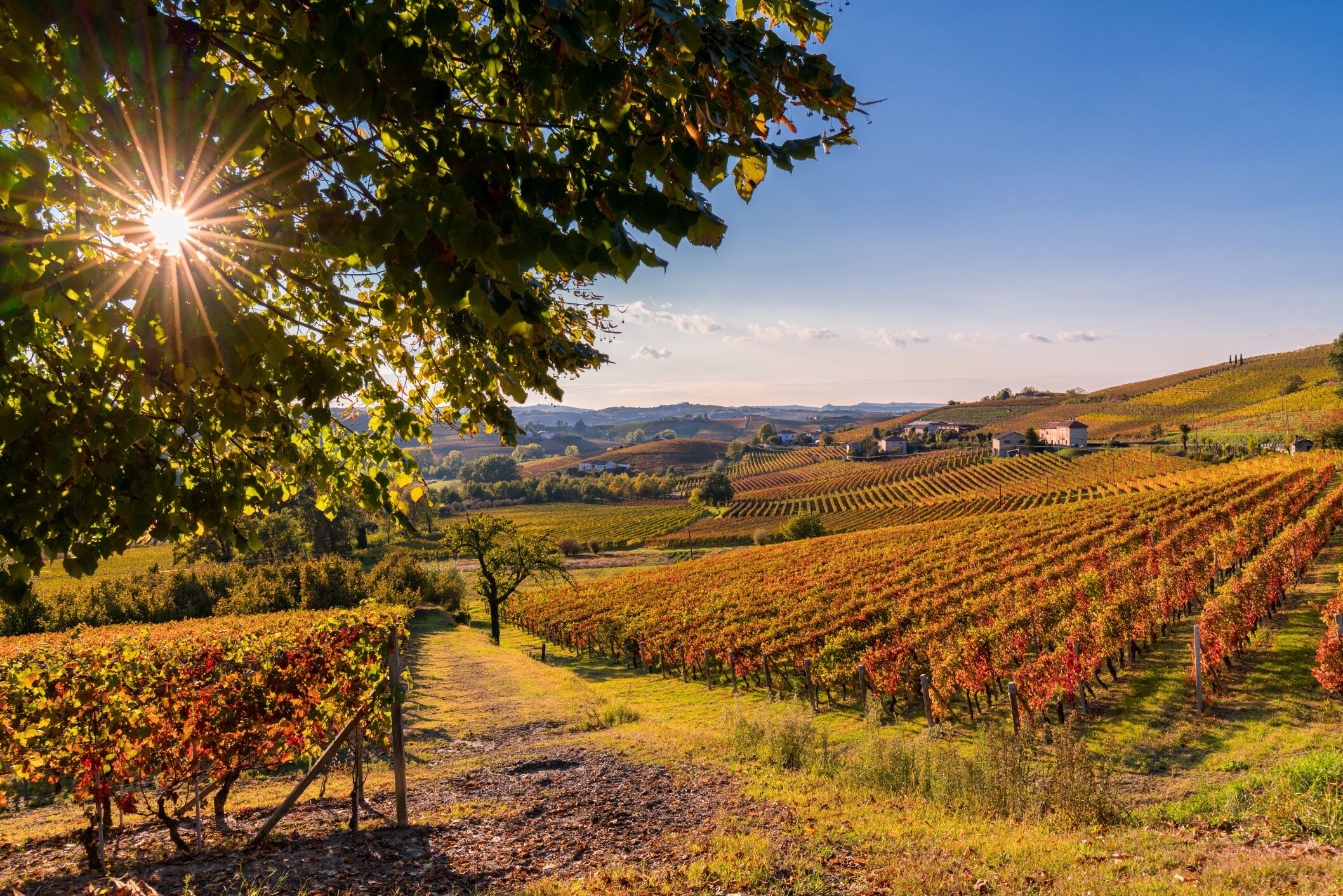 Barologebiet-Langhe©shutterstock.jpg