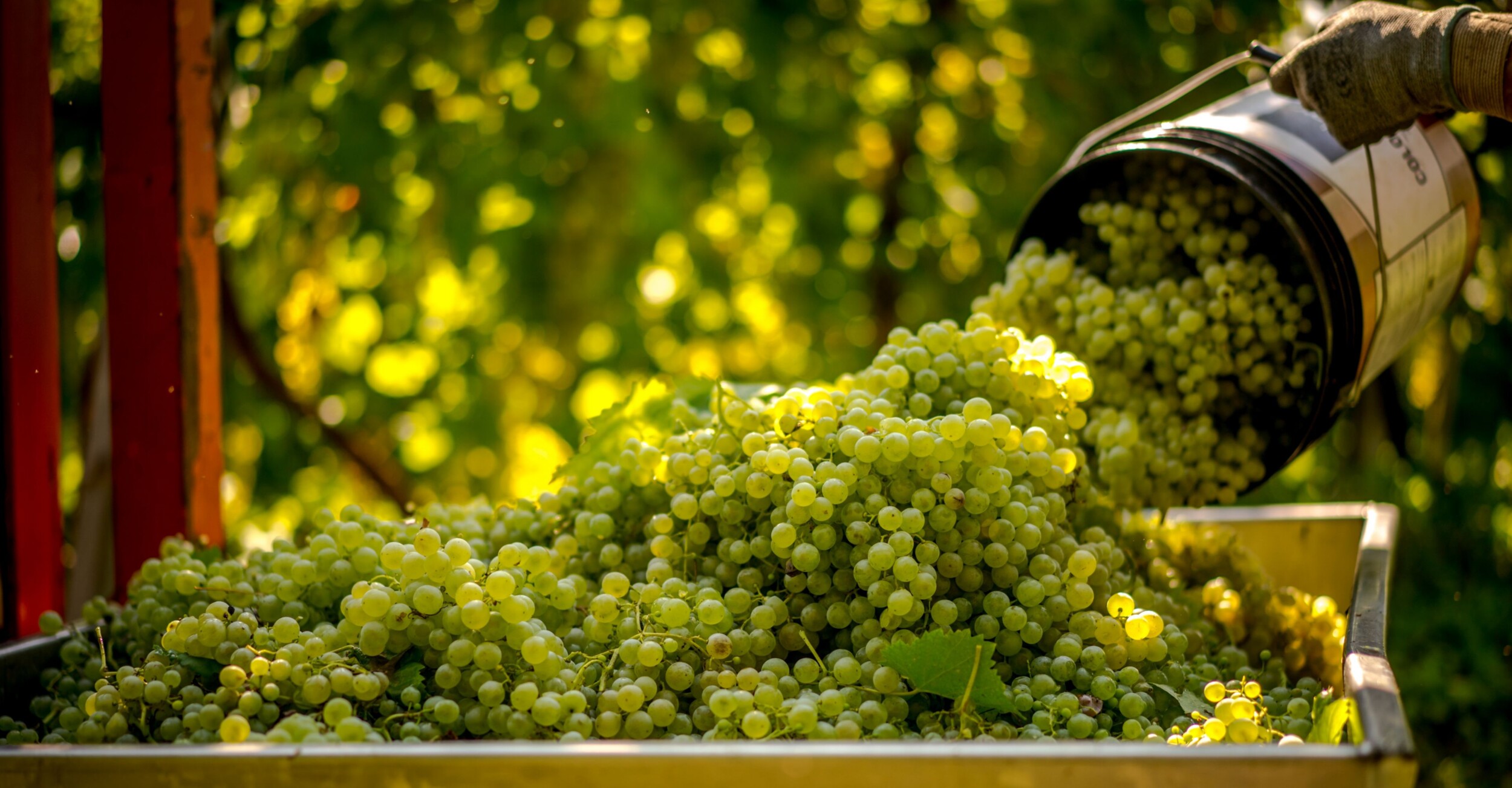 shutterstock_2129169269