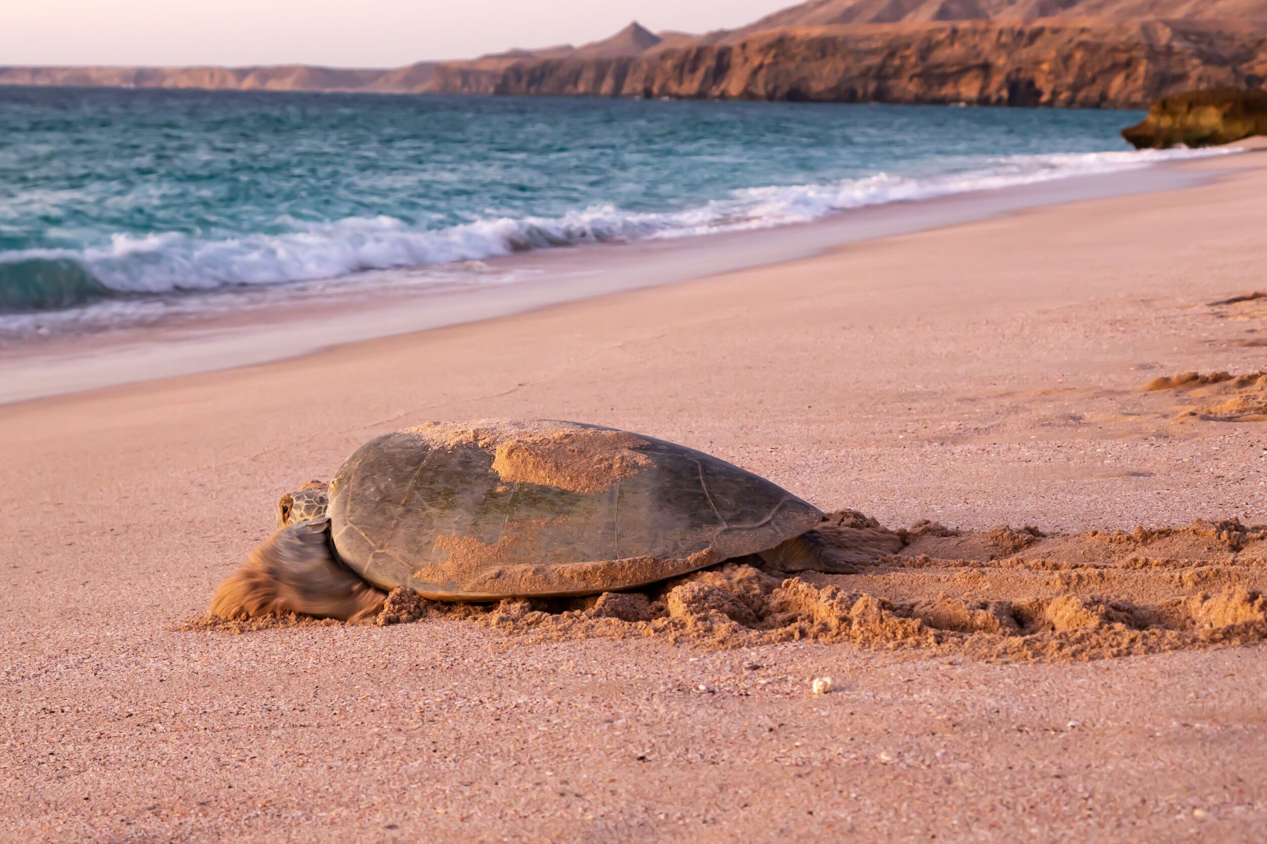 Grüne_Meeresschildkröte_Chelonia_mydas_Rückkehr_ins_Meer_bei_Morgendämmerung_nach_Eierlegen_am_Strand_von_Ras_al_Jinz_in_Oman