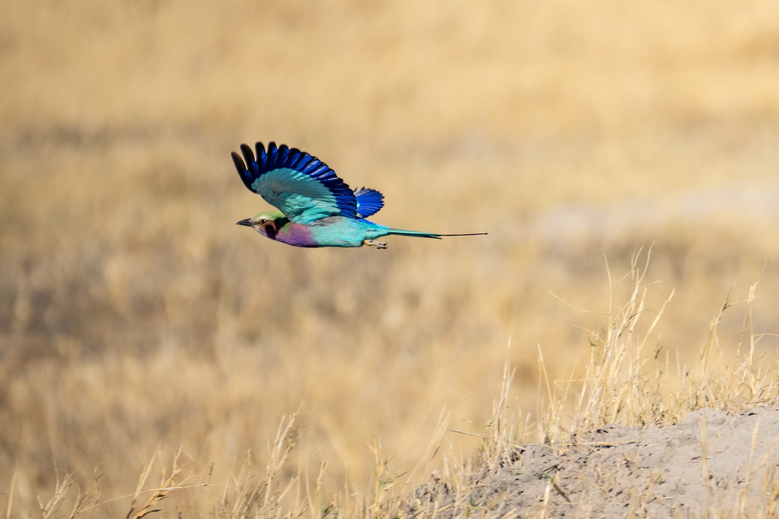 shutterstock_2547352395