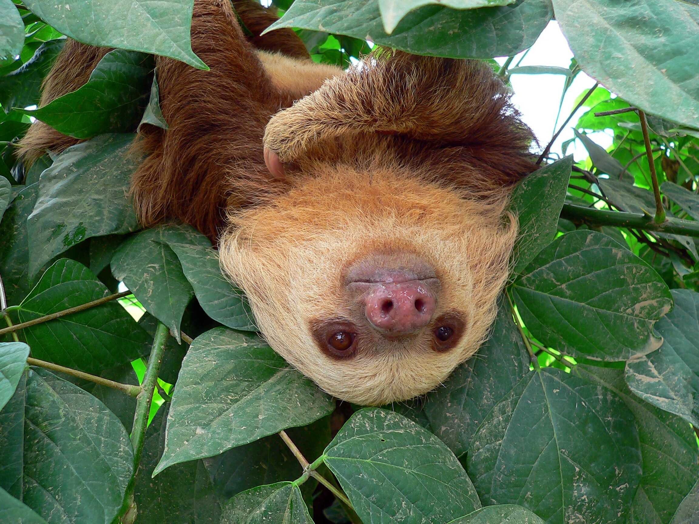 sloth_12_low.jpg
