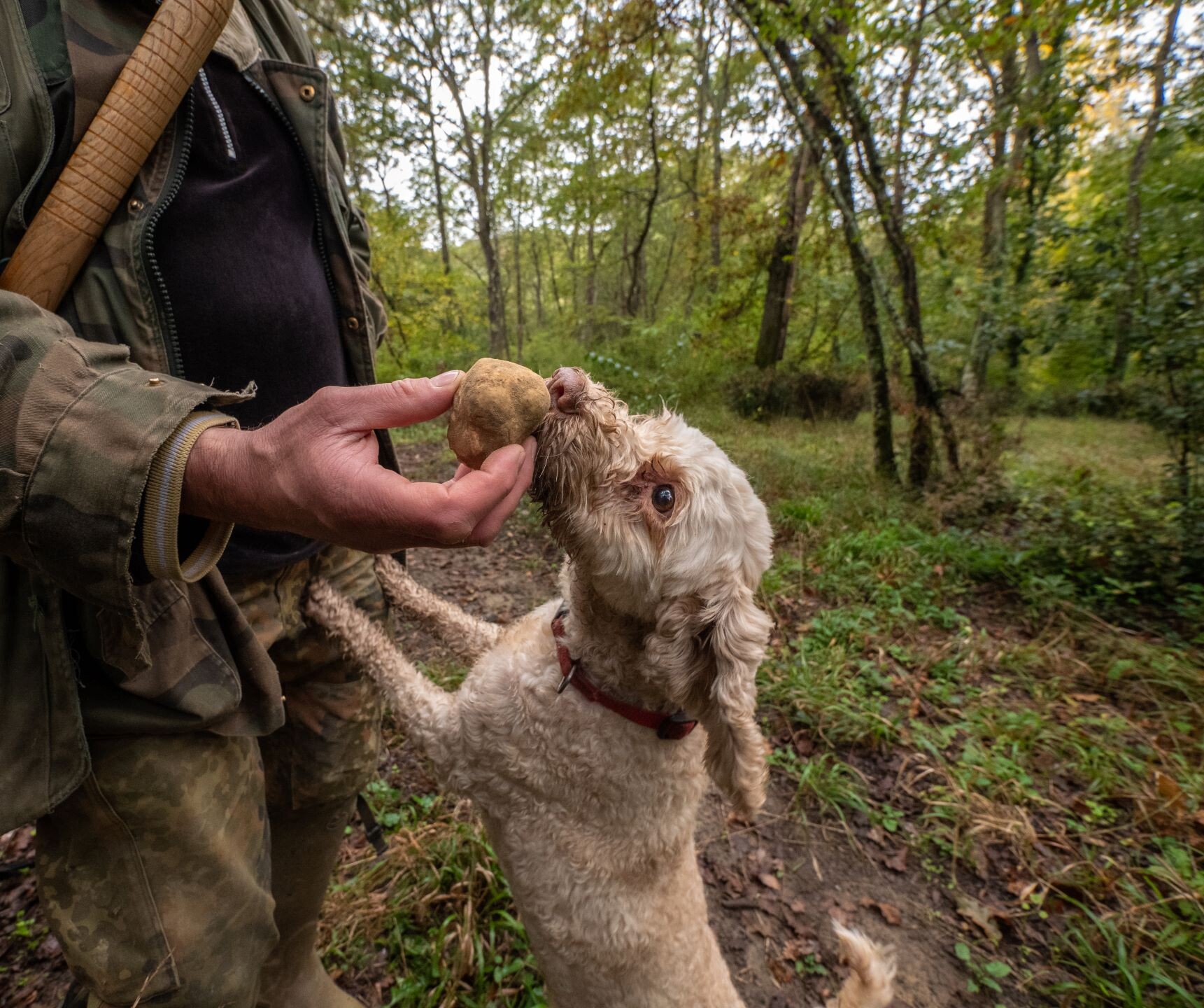 Trüffelhund©shutterstock.jpg