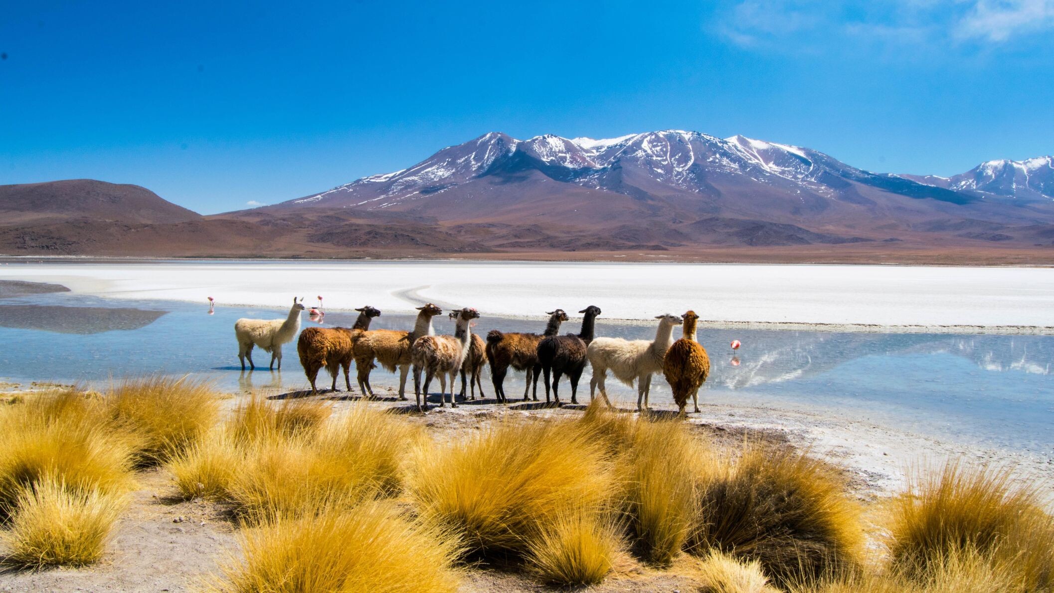 Bolivien_Hedionda_Lagune_©shutterstock.jpg