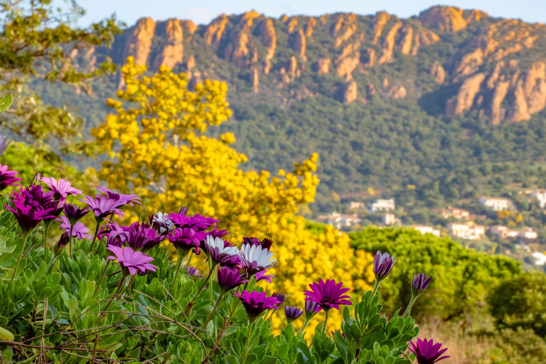 Côte d'Azur zur Mimosenblüte - Frankreich