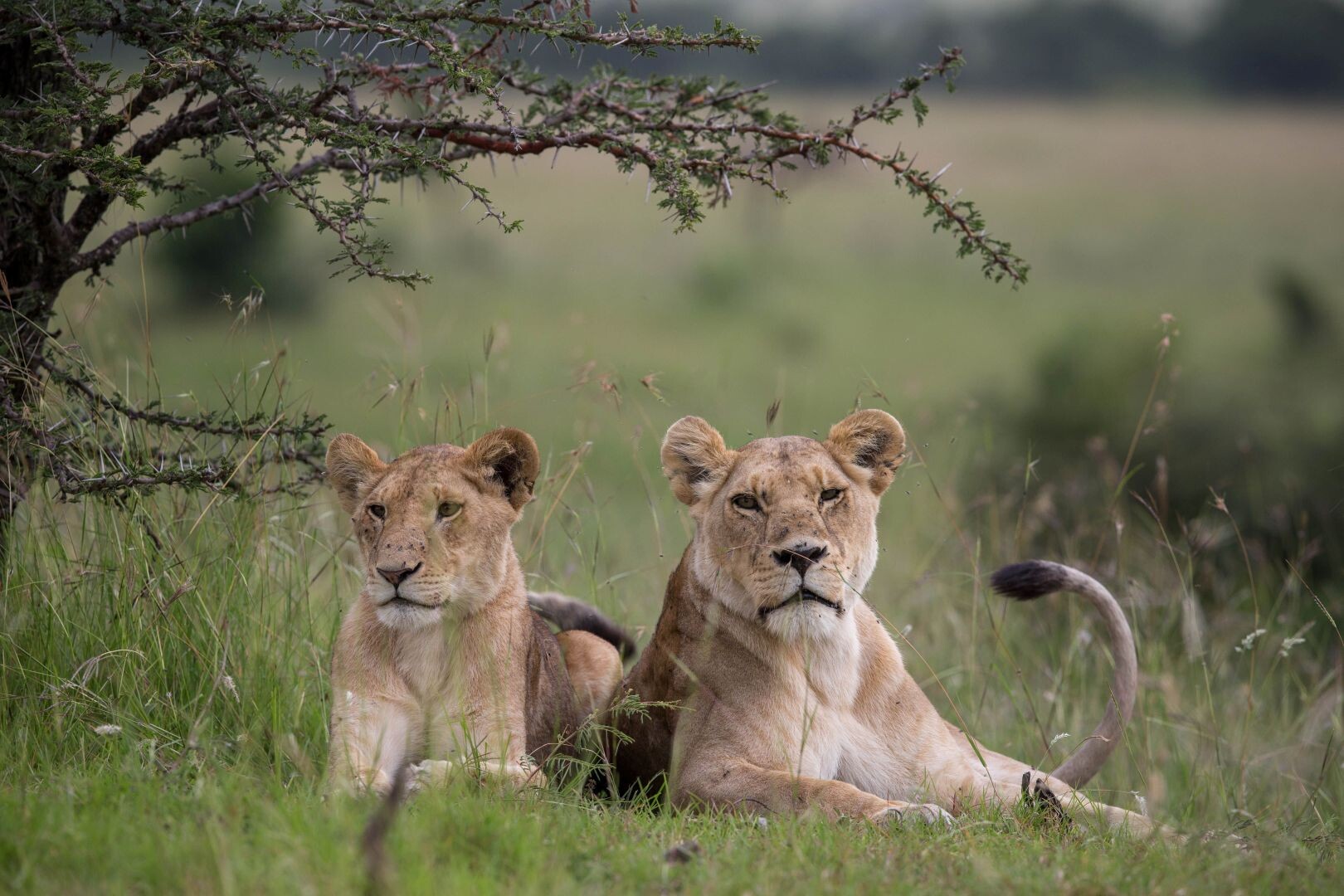 Fly-in Safari in die Masai Mara & Baden - Kenia
