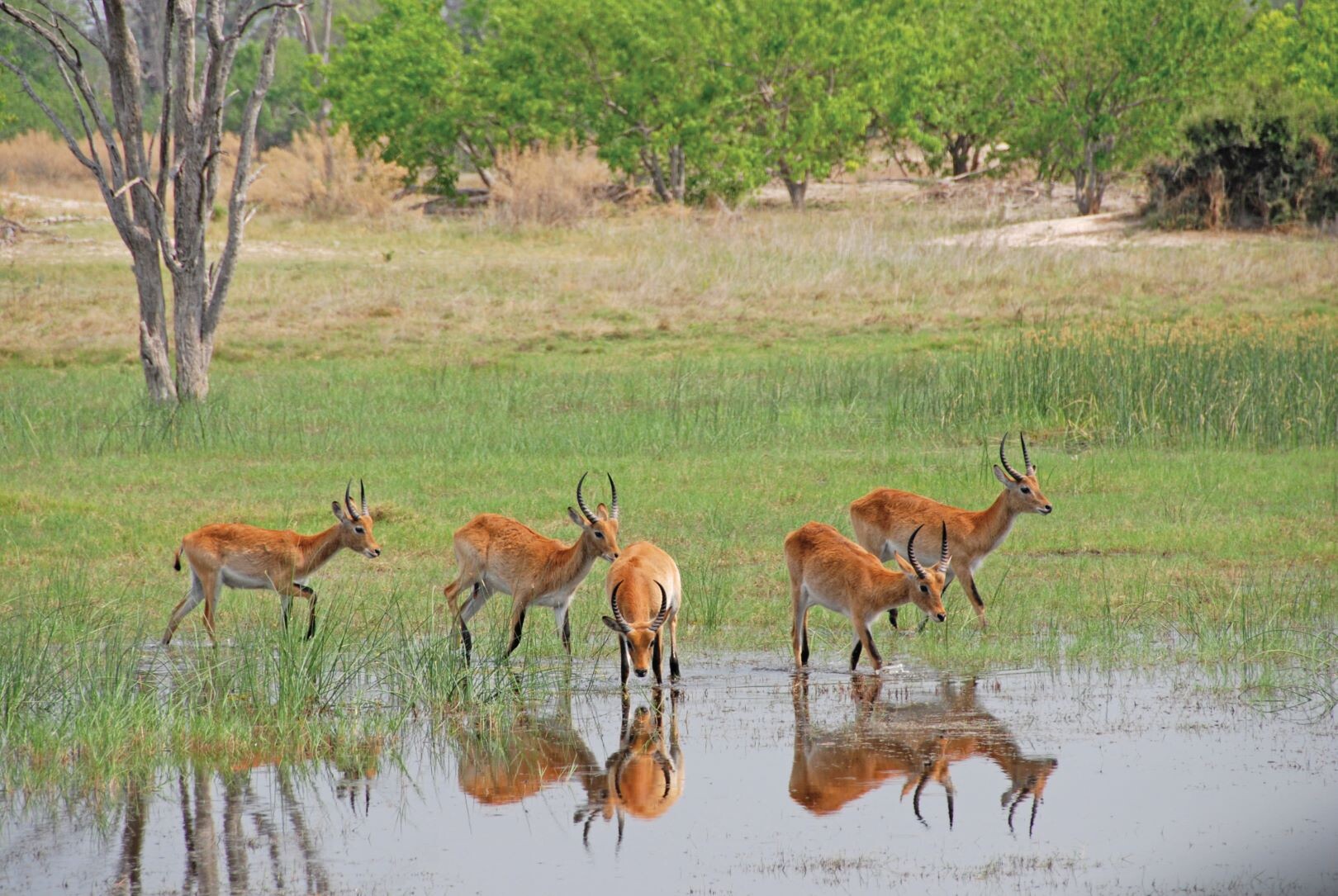 Botswana_Lechwe.jpg