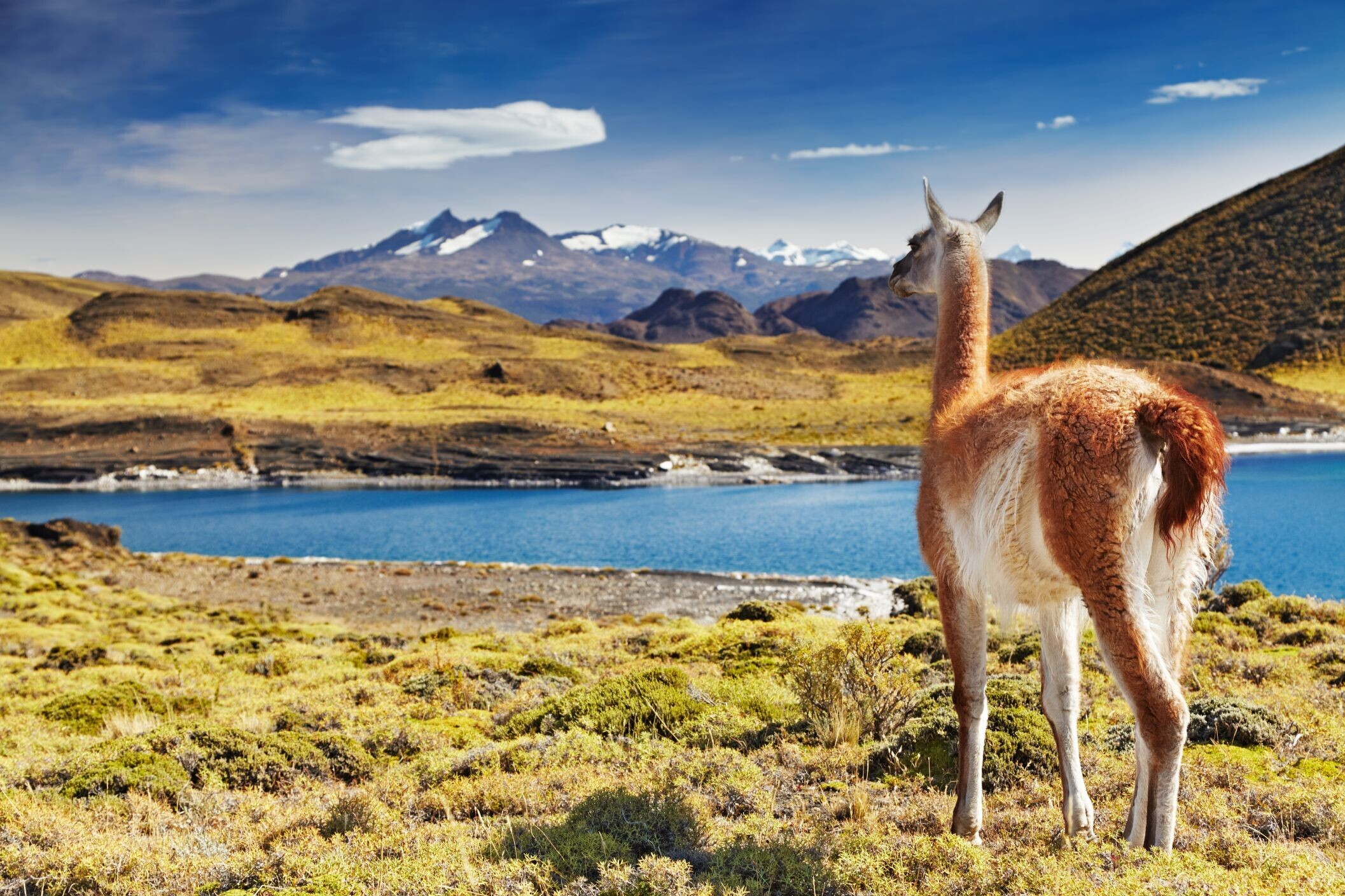 8215-Chile_Torres_del_Paine_NP_shutterstock_678558475