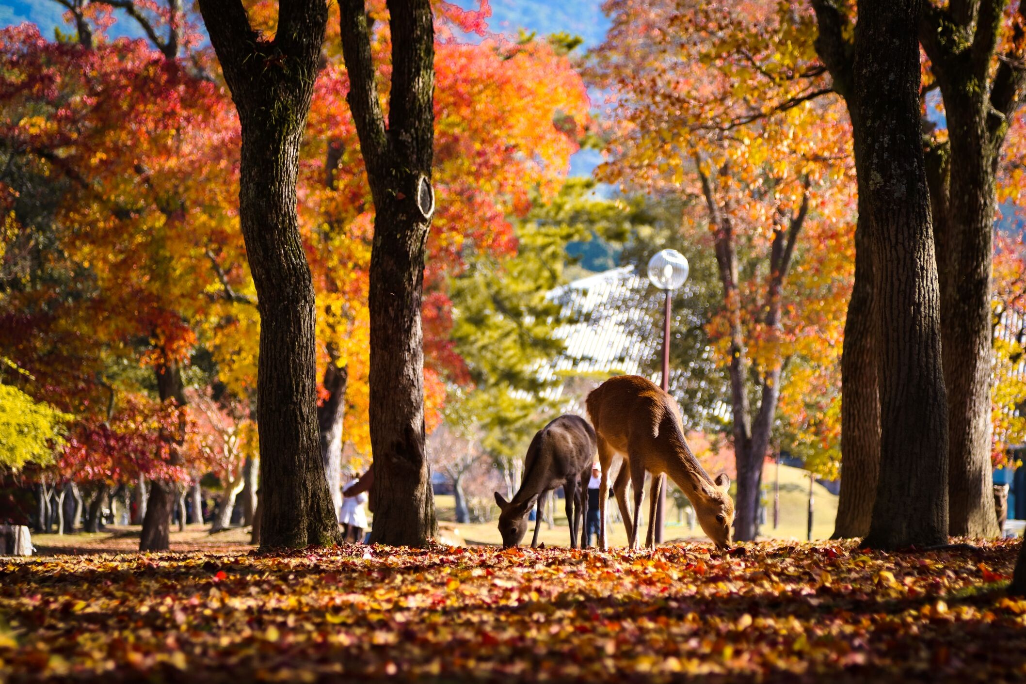 Japan-Nara-Park-shutterstock.jpg
