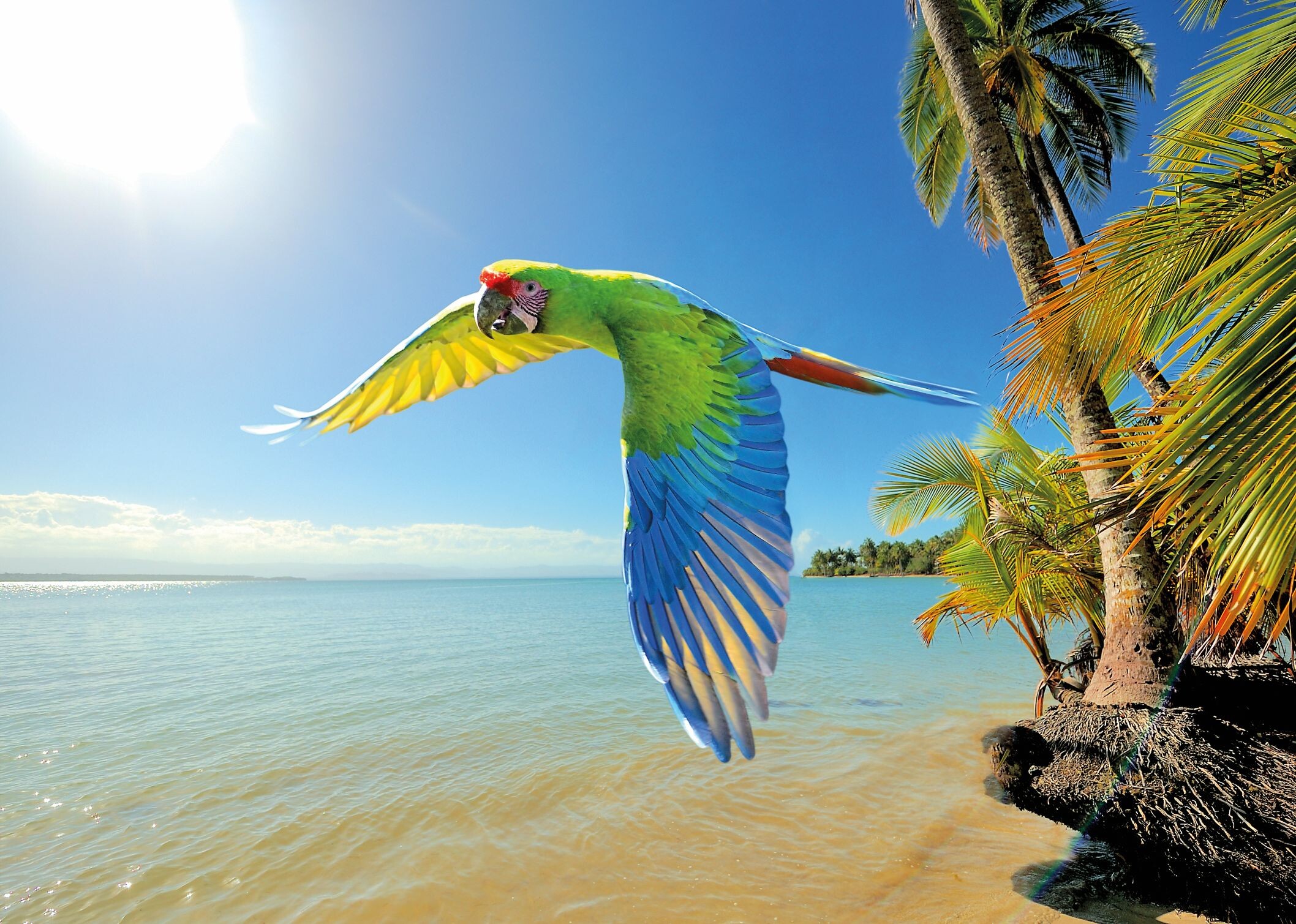Costa_Rica-Grüner_Ara-iStock.jpg