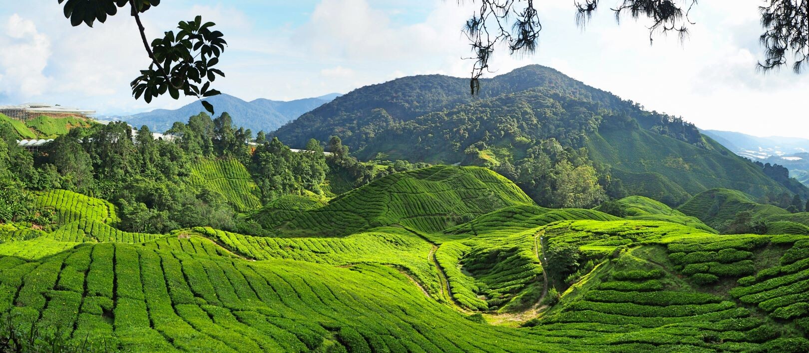 Malaysia_Highlands_Teeplantagen.jpg