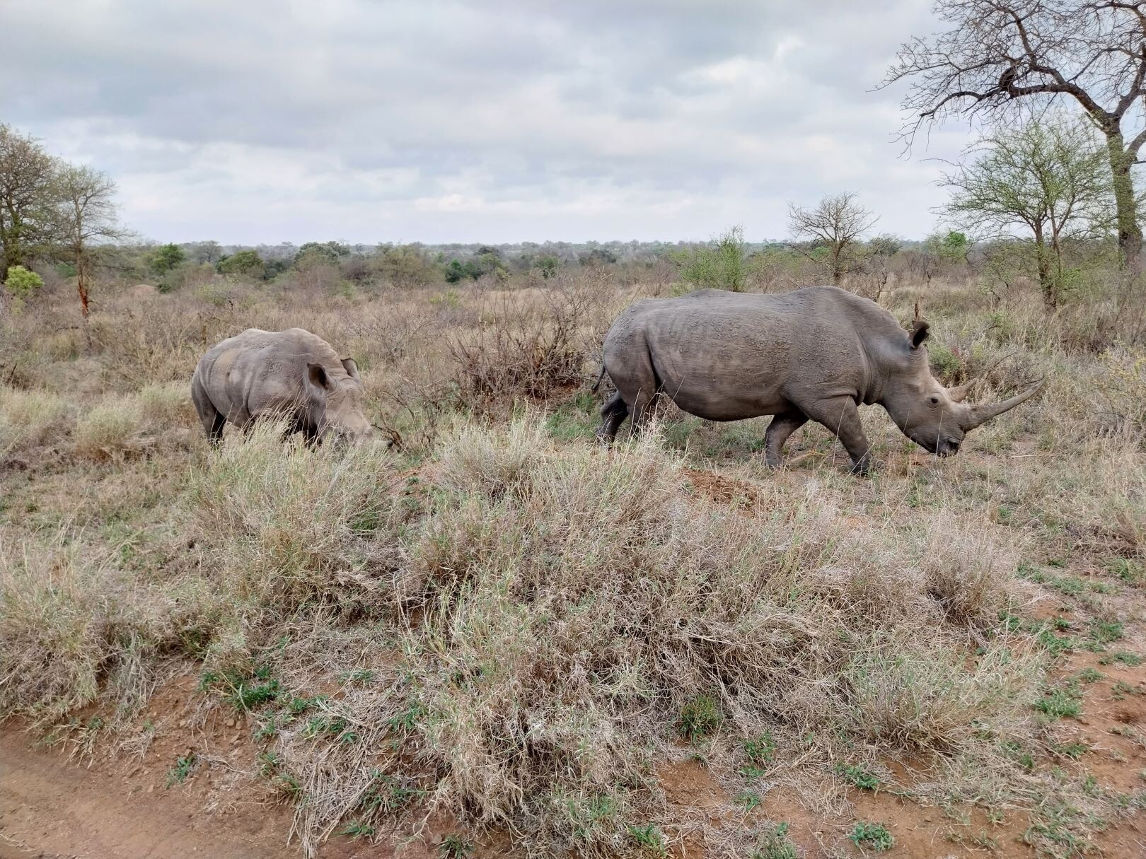 Südafrika_Nashörner