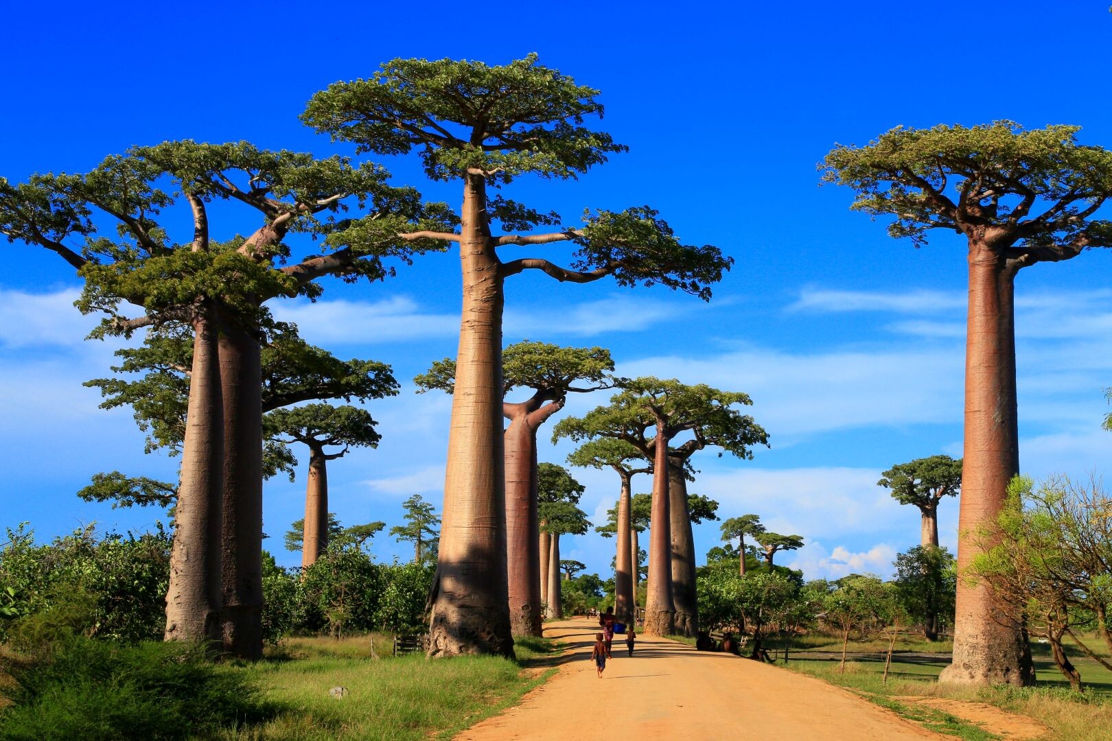 Madagaskar_Baobab_Allee.jpg