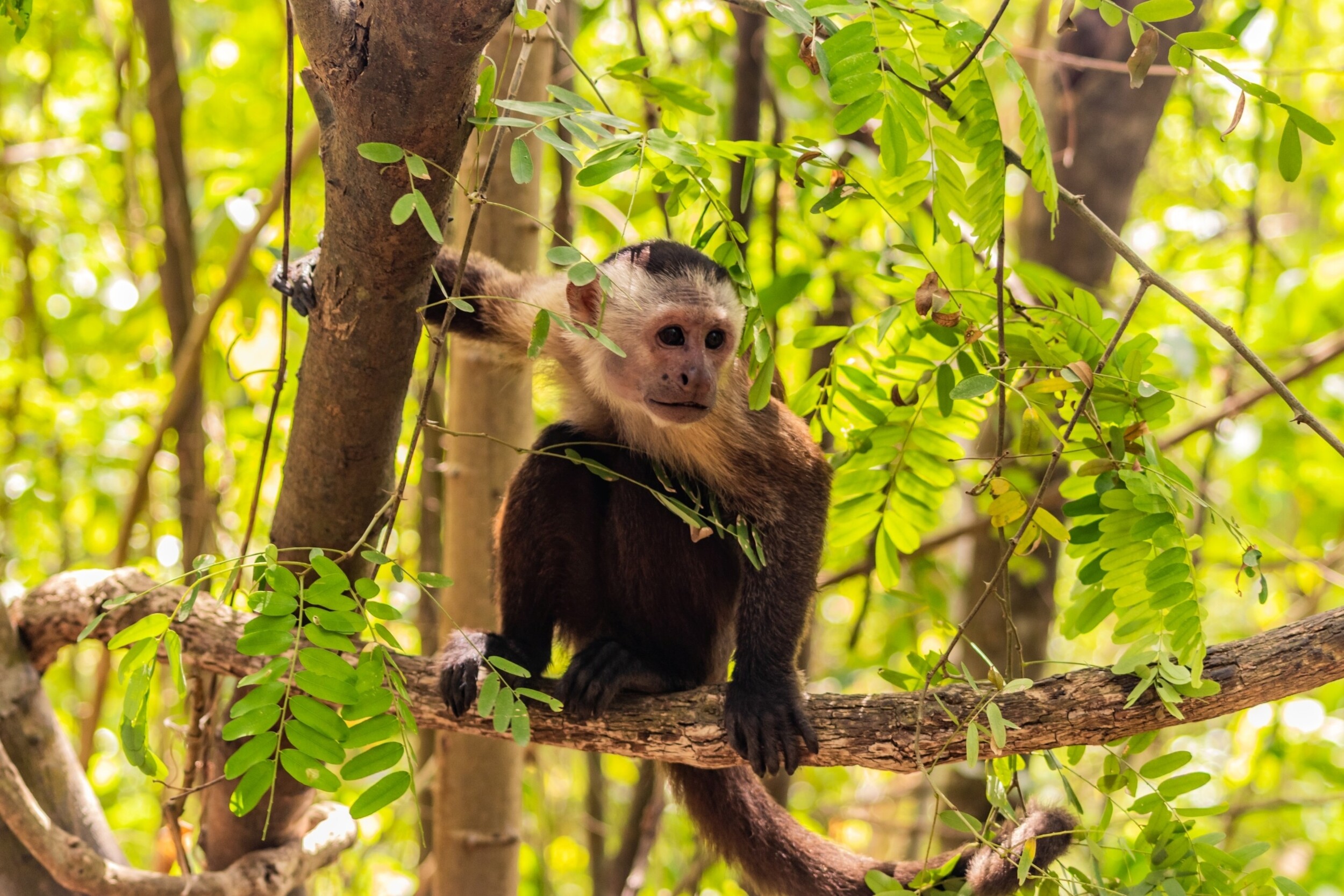 Kapuzineraffe_im_Tayrona_National_Natural_Park_shutterstock_2771026901.jpg