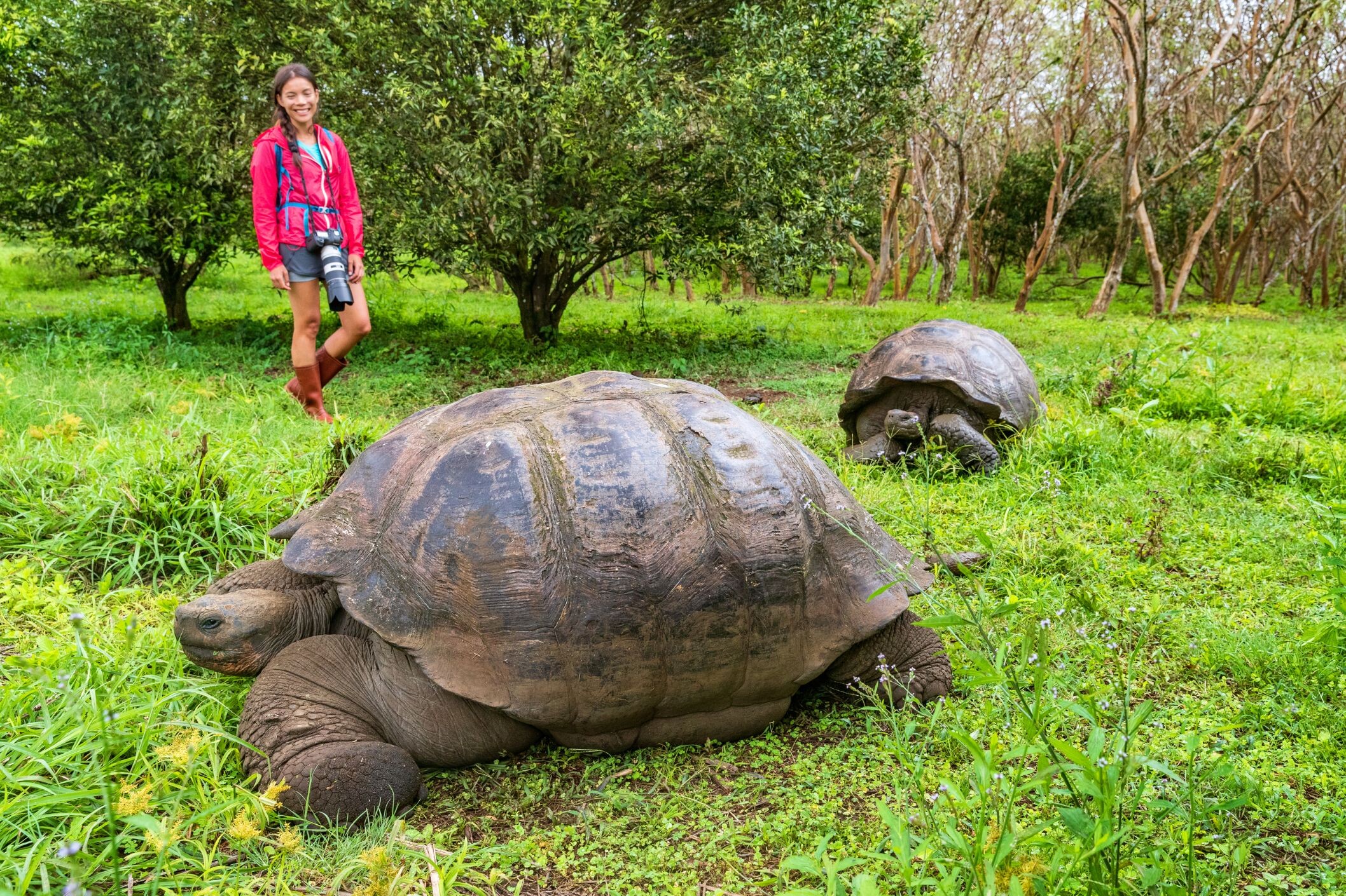 Ecuador-Galapagos-Riesenschildkröte-dreamstime.jpg