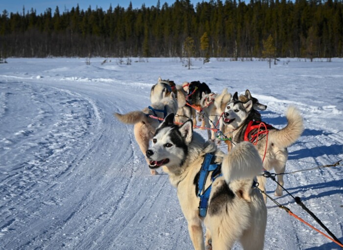 Huskeysafari_in_Schwedisch_Lappland_&copy;shutterstock.jpg