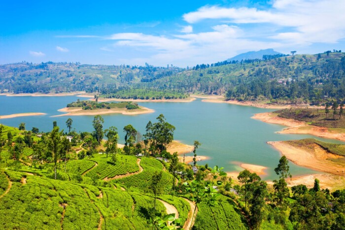 Sri_Lanka_Teeplantagen.jpg
