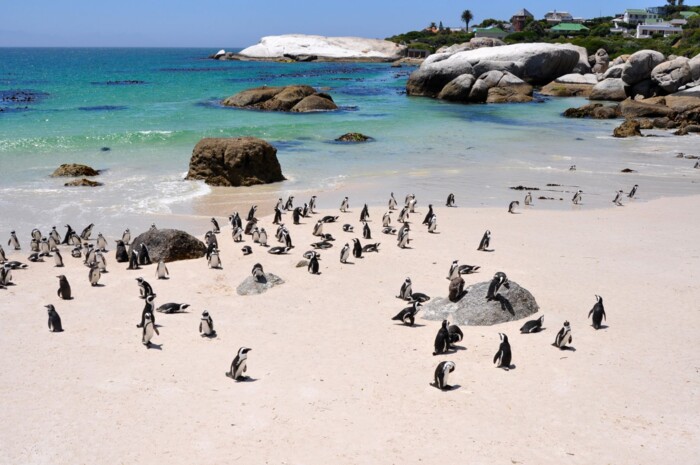 07_Boulders_Beach,_Kapstadt_shutterstock_689321422.jpg