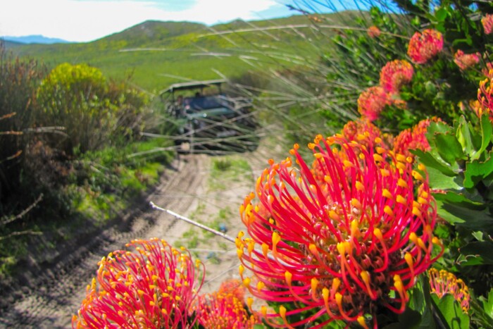 Grootbos_Nature_Reserve_Experience_Flower_Safari_1.jpg