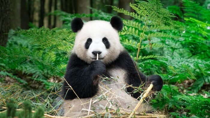 Panda_shutterstock_2763751215.jpg