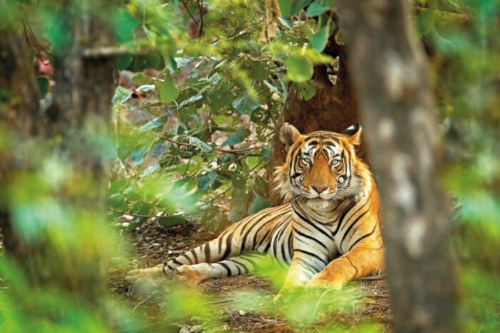 Indien_Ranthambore_Tiger_&copy;shutterstock.jpg